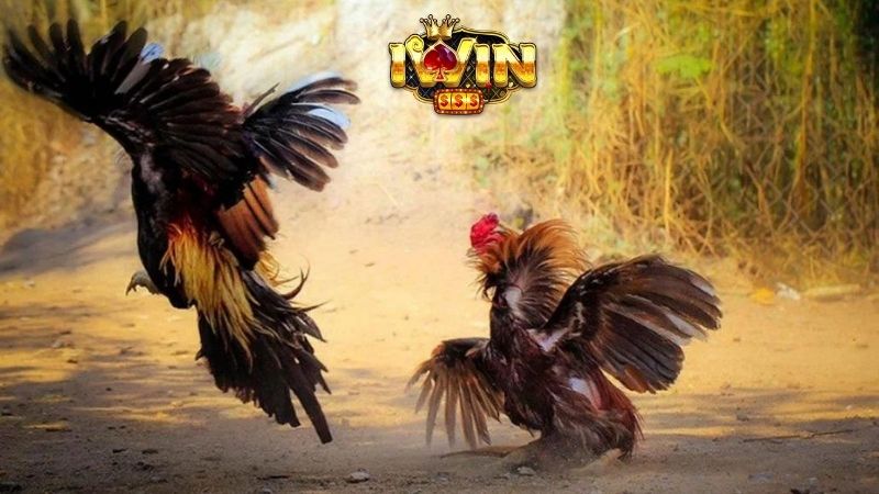 Giới thiệu về bộ môn đá gà tại cổng game IWIN